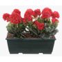 Konstgjorda pelargoner FLOREANA i blomlåda, 3 st, cerise, 40x15x35cm