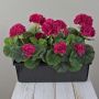 Konstgjorda pelargoner FLOREANA i blomlåda, 3 st, cerise, 40x15x35cm