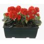 Konstgjorda pelargoner FLOREANA i blomlåda, 3 st, röda, 40x15x35cm