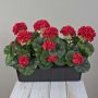 Konstgjorda pelargoner FLOREANA i blomlåda, 3 st, röda, 40x15x35cm