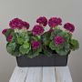 Konstgjorda pelargoner FLOREANA i blomlåda, 3 st, vinröd, 40x15x35cm