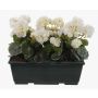 Konstgjorda pelargoner FLOREANA i blomlåda, 3 st, vita, 40x15x35cm