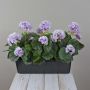 Konstgjorda pelargoner FLOREANA i blomlåda, 3 st, lila-vit, 40x15x35cm