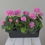 Konstgjorda pelargoner FLOREANA i blomlåda, 3 st, lila, 40x15x35cm