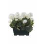 Konstgjorda pelargoner FLOREANA i blomlåda, 2 st, vita, 24x11x35cm