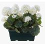 Konstgjorda pelargoner FLOREANA i blomlåda, 2 st, vita, 24x11x35cm