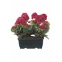 Konstgjorda pelargoner FLOREANA i blomlåda, 2 st, cerise, 24x11x35cm