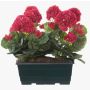 Konstgjorda pelargoner FLOREANA i blomlåda, 2 st, cerise, 24x11x35cm