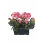 Konstgjorda pelargoner FLOREANA i blomlåda, 2 st, mörkrosa, 24x11x35cm