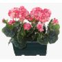 Konstgjorda pelargoner FLOREANA i blomlåda, 2 st, mörkrosa, 24x11x35cm