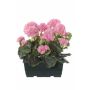 Konstgjorda pelargoner FLOREANA i blomlåda, 2 st, ljusrosa, 24x11x35cm