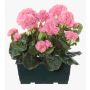 Konstgjorda pelargoner FLOREANA i blomlåda, 2 st, ljusrosa, 24x11x35cm