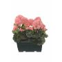 Konstgjorda pelargoner FLOREANA i blomlåda, 2 st, laxrosa, 24x11x35cm