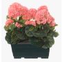 Konstgjorda pelargoner FLOREANA i blomlåda, 2 st, laxrosa, 24x11x35cm