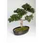 Konstbonsai cederträd JARNO med rötter, i planteringsskål, 40cm