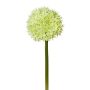 Dekorativ blomma Allium WANDENY, krämgrön, 65cm