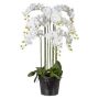 Konstgjord Phalaenopsis-orkidé LOPASY, rötter, vit, 110cm