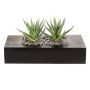 Konstgjord suckulent Aloe variegata FRONZ i trälåda, grön-vit, 24x11x14cm