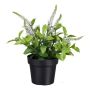Konstblomma veronika GRINTOL i dekorativ kruka, vit, 18cm