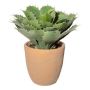 Dekorativ suckulent Agave pygmaea BUKEF i dekorativ kruka, grön, 30cm