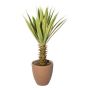 Konstverk: Agave furcraea gigantea SININ i terrakottakruka, grön-krämfärgad, 75cm