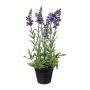 Dekorativ blomma lavendel KENSY i dekorativ kruka, violett, 30cm