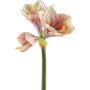 Dekorationsblomma Amaryllis BELAV, rosa-krämfärgad-grön, 70cm, Ø5-13cm
