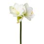 Dekorationsblomma Amaryllis BELAV, vit-grön, 70cm, Ø5-13cm