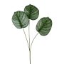 Dekorationsgren Calathea orbifolia PLERIN, grön-vit, 70cm