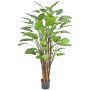 Konstväxt Calathea makoyana HYZANS, grön, 150cm