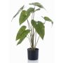 Konstväxt Alocasia Zebrina LEFKA med rötter, grön, 75cm
