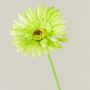 Konstgjord blomma Gerbera TEUDELINDE, grön-kräm, 55cm, Ø8cm