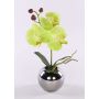 Konstblomma, orkidé Phalaenopsis NAPIRAI, kruka, krämgrön, 30cm