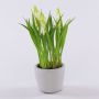 Konstgjord blomma, druvhyacint NARMADA i cementkruka, vit, 20cm