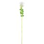Plastros EVARISTO i glaslook, 12 st, vit, 80cm
