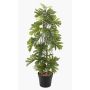 Konstväxt Philodendron selloum BRINOL, dekorativ kruka, luftrötter, 80cm