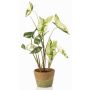 Konstväxt Syngonium YOMREL i terrakottakruka, grön-vit, 60cm