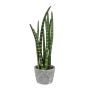 Dekorativ suckulent Sanseveria cylindrica FRINKAN i cementkruka, grön-gul, 45cm