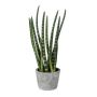Dekorativ suckulent Sanseveria cylindrica FRINKAN i cementkruka, buskig, grön-gul, 45cm
