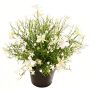 Dekorationsblomma, pelargon GISINDA i dekorativ kruka, vit-grön, 25cm