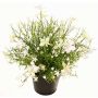 Dekorationsblomma, pelargon GISINDA i dekorativ kruka, vit-grön, 25cm