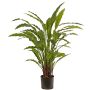 Dekorativ växt Calathea Rufibarba LEINANI, grön, 80cm