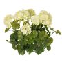 Konstgjord pelargon MALINA på stativ, crossdoor, krämfärgad, 40cm