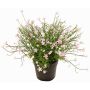 Dekorationsblomma GISINDA i dekorativ kruka, rosa, 25cm