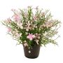 Dekorationsblomma GISINDA i dekorationskruka, rosa-krämfärgad, 25cm