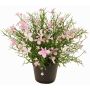 Dekorationsblomma GISINDA i dekorationskruka, rosa-krämfärgad, 25cm