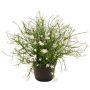 Dekorationsblomma flitiga Lisa GISINDA i dekorativ kruka, vit, 25cm
