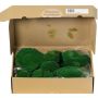 Äkta plattmossa SEETHA, grön, 800g, 0,15 m²