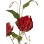 Sammet gloriosa-gren DINFAS, mörkröd-guld, 80cm