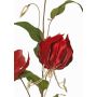 Sammet gloriosa-gren DINFAS, mörkröd-guld, 80cm